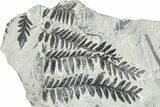 Carboniferous Fossil Fern (Odontopteris) Plate - France #378043-1